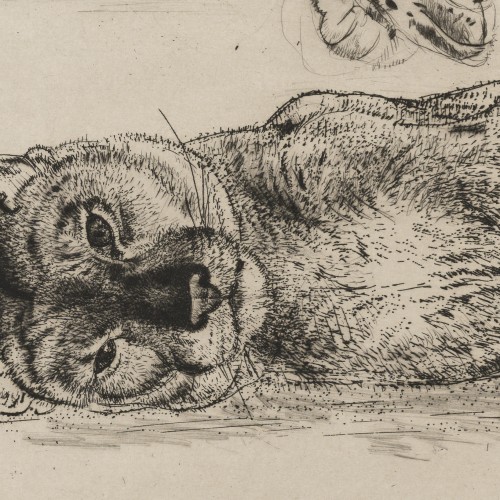 Puma and Panther (17418.5135)