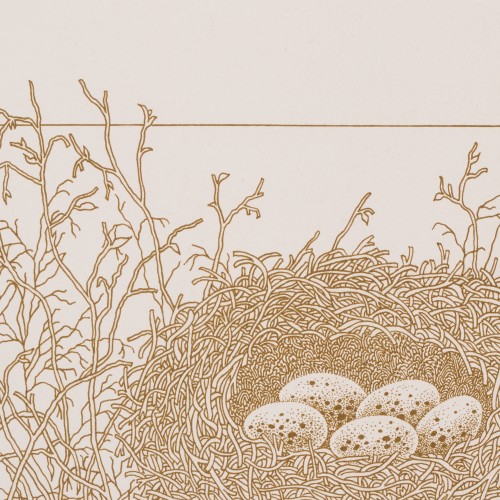 Bird's Nest (18575.10127)