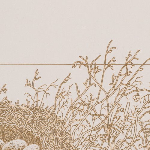 Bird's Nest (18575.10130)