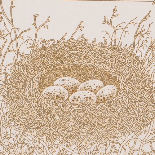 Bird's Nest (18575.10133)