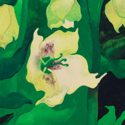 Spring Flowers (19295.14017)