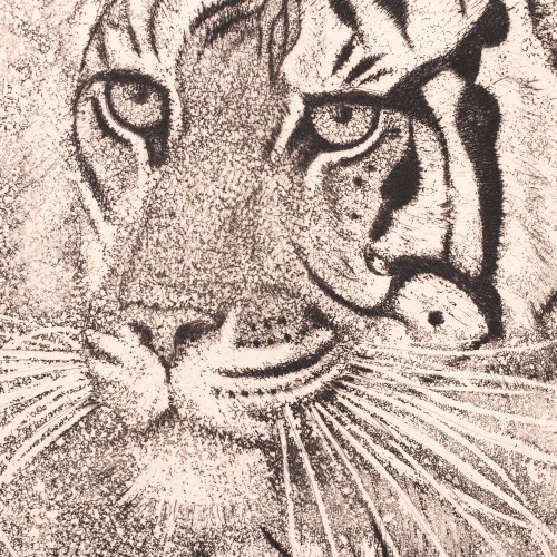 Tiger (20103.16564)