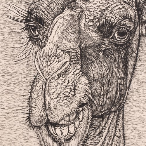Camel's Head (20663.20138)
